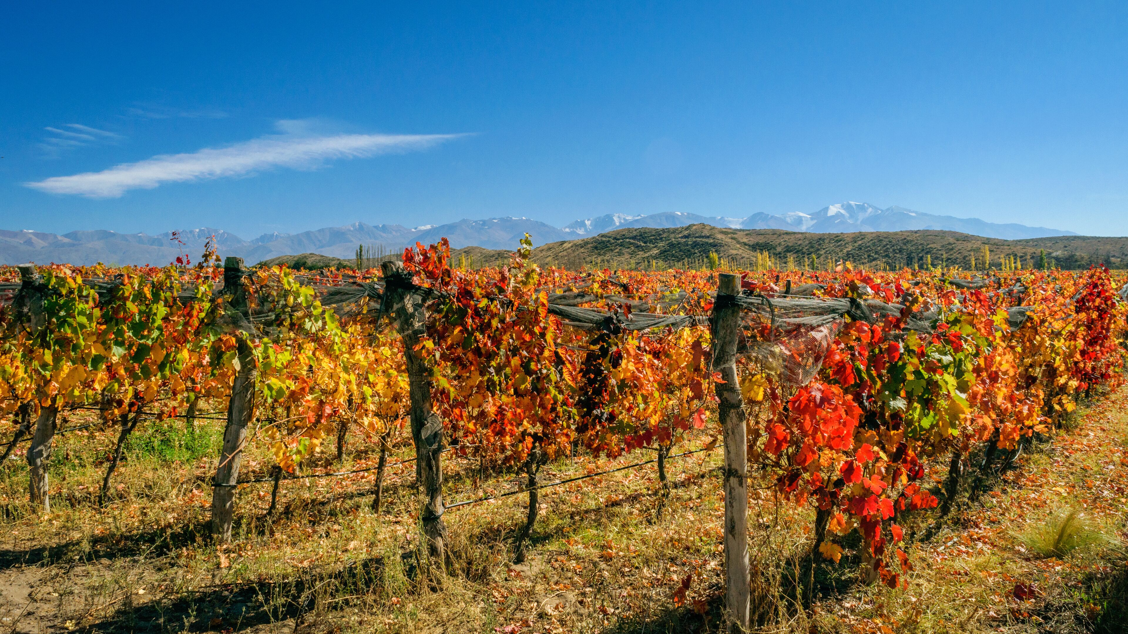 Bajo el sol otoñal de Los Andes , se destaca la mano del hombre , en esas hileras coloridas  , con sus tonos rojizos y amarillos. Tierra del buen vino