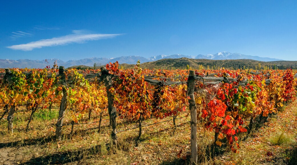 Bajo el sol otoñal de Los Andes , se destaca la mano del hombre , en esas hileras coloridas , con sus tonos rojizos y amarillos. Tierra del buen vino