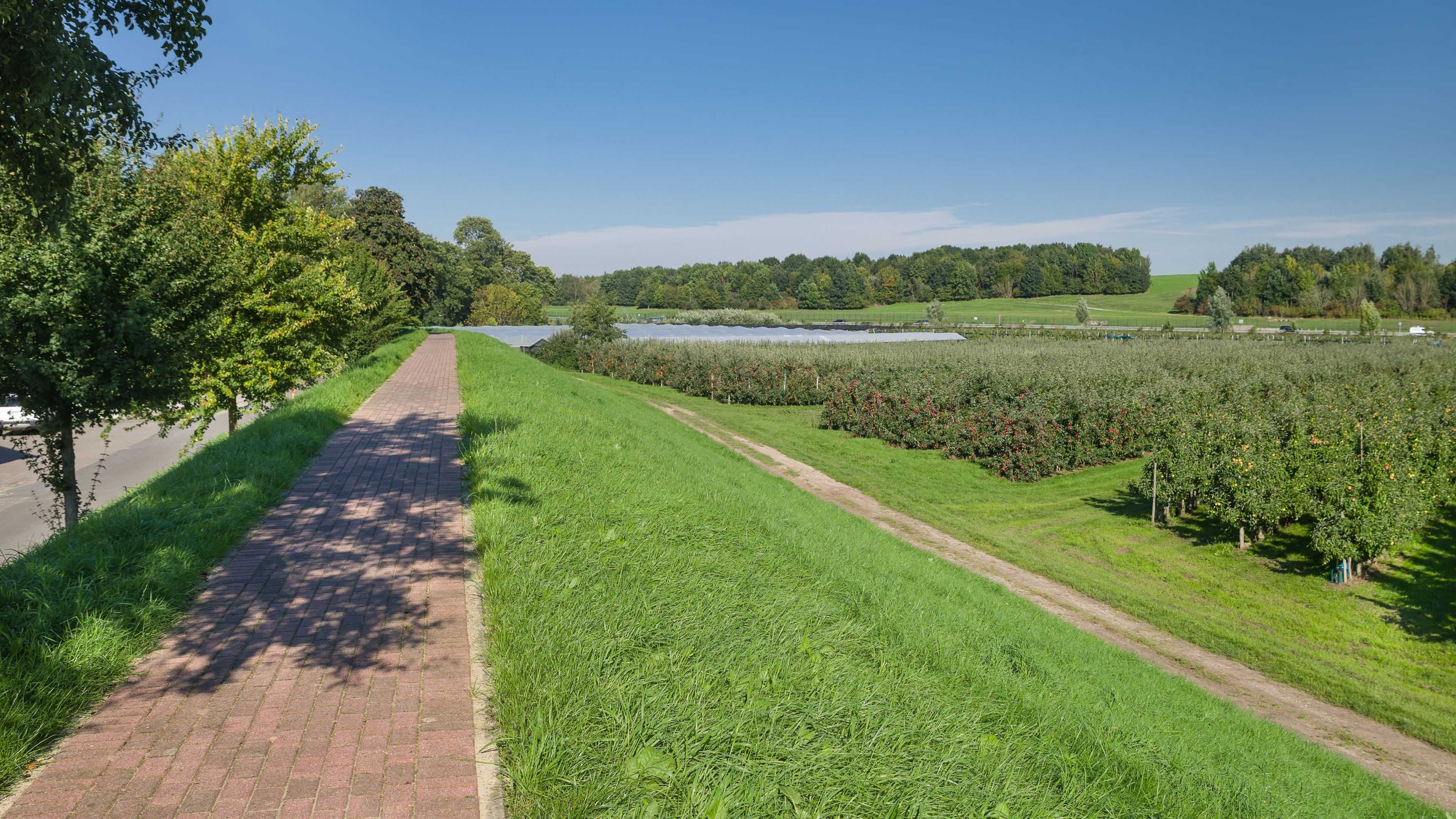 A paved path, green grass, a water body, and trees.