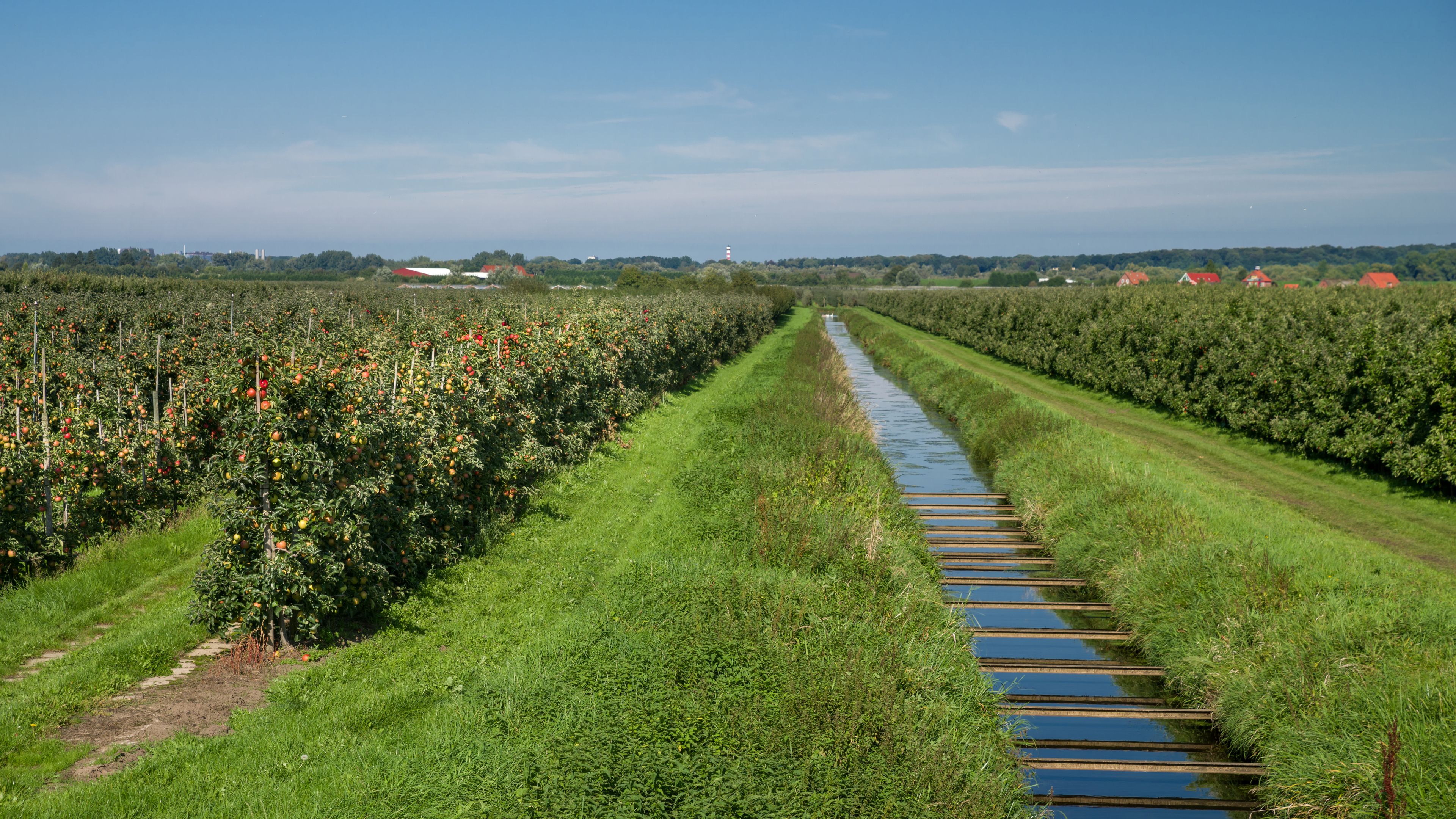 A vineyard with rows of apple trees and a narrow water channel running through the middle.