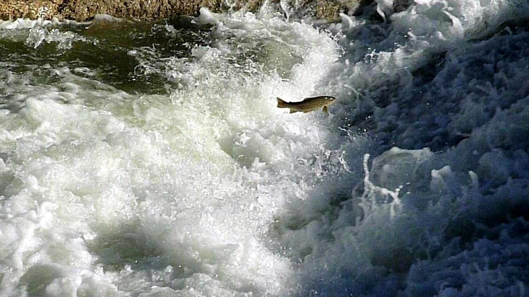 A bird flying over a turbulent river.