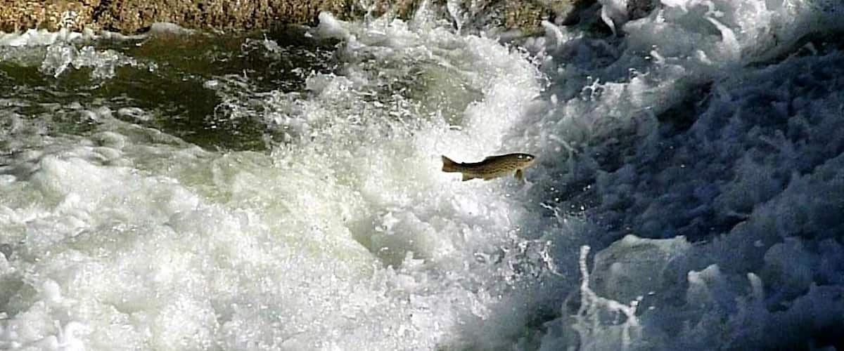 A bird flying over a turbulent river.