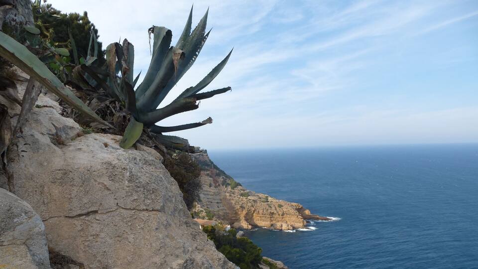 A rocky cliff with agave plants and a view of the ocean.