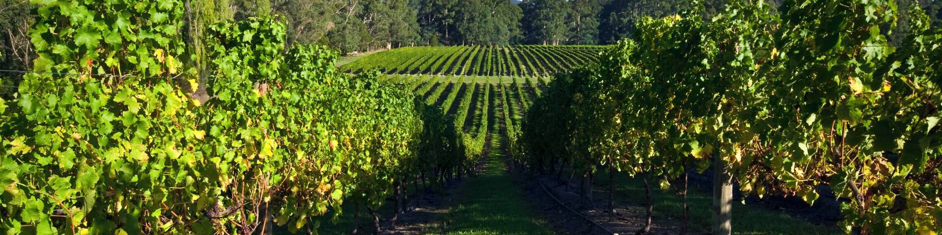 Healesville, Yarra Valley, Victoria, Australia