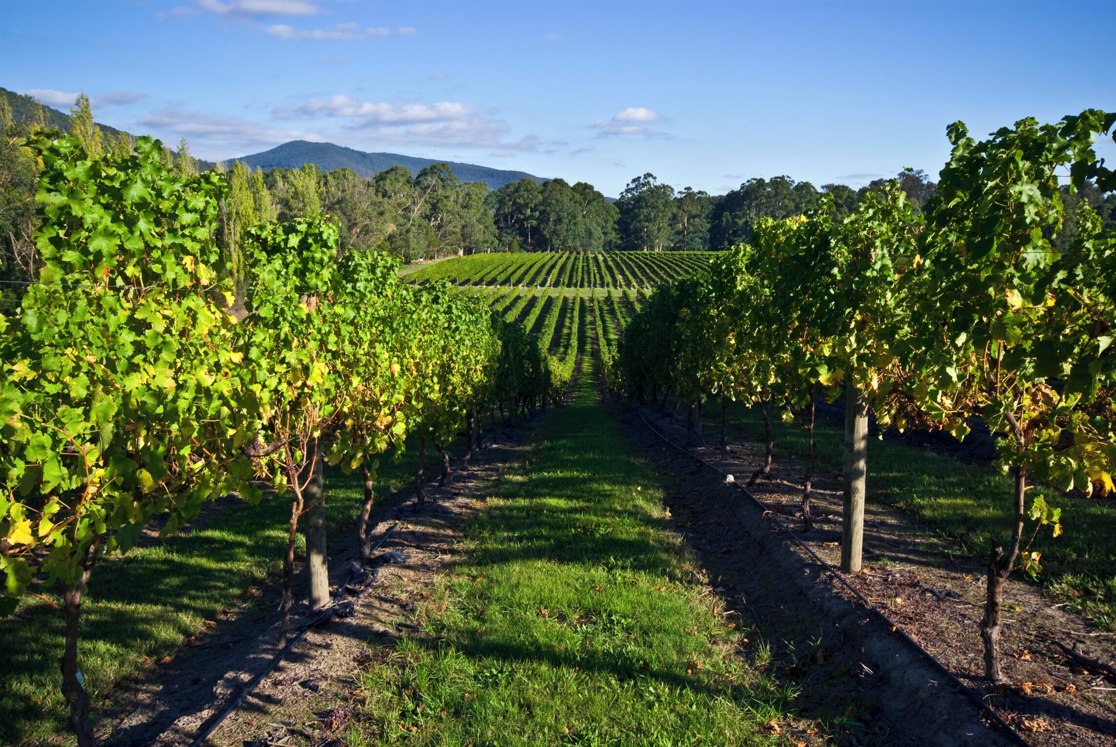 A vineyard with rows of grapevines under a clear sky.