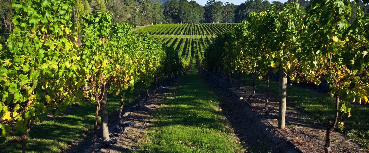 A vineyard with rows of grapevines under a clear sky.