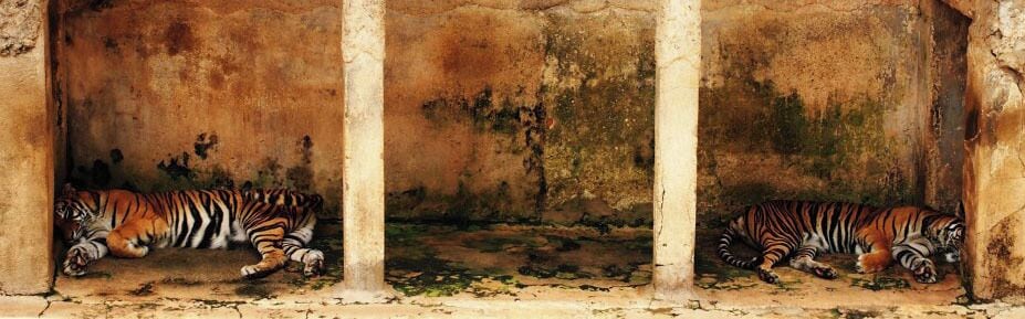 National Zoological Gardens of Sri Lanka is situated in Dehiwala which is few miles away from capital, Colombo. It was founded in 1936. Its sprawling areas are host to a variety of animals and birds. The zoo exhibits animals but also places an emphasis on animal conservation and welfare, and education.   
The zoological garden has become the home for hundreds of endemic species of Sri Lanka. And also, due to the great commitment of the staff, this is considered as one of the better zoological gardens in South Asia.