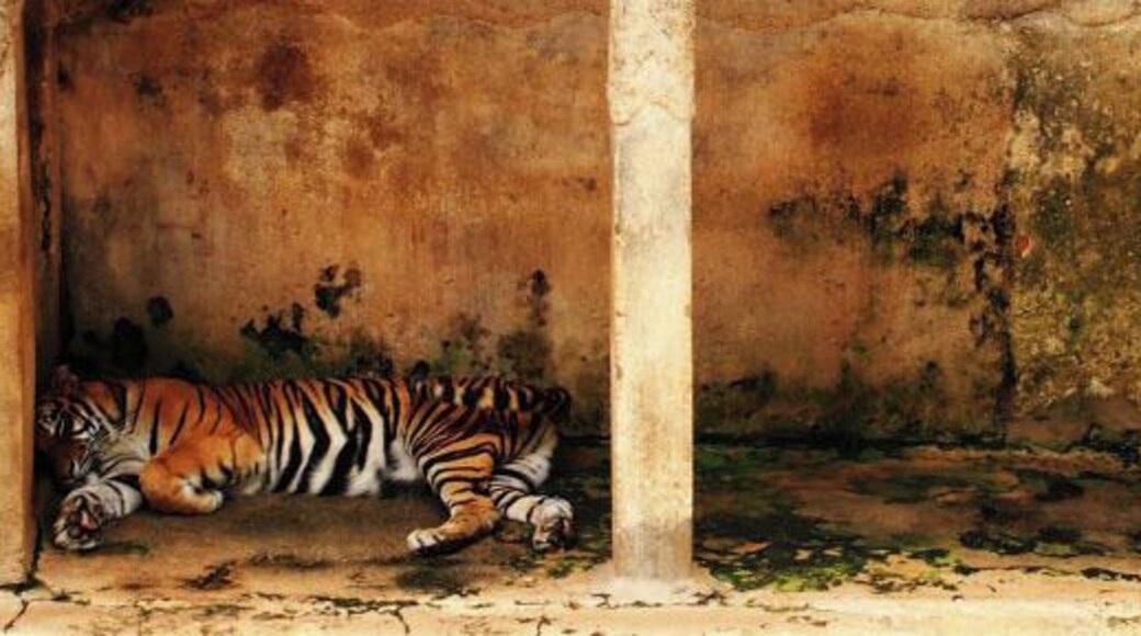 National Zoological Gardens of Sri Lanka is situated in Dehiwala which is few miles away from capital, Colombo. It was founded in 1936. Its sprawling areas are host to a variety of animals and birds. The zoo exhibits animals but also places an emphasis on animal conservation and welfare, and education.
The zoological garden has become the home for hundreds of endemic species of Sri Lanka. And also, due to the great commitment of the staff, this is considered as one of the better zoological gardens in South Asia.