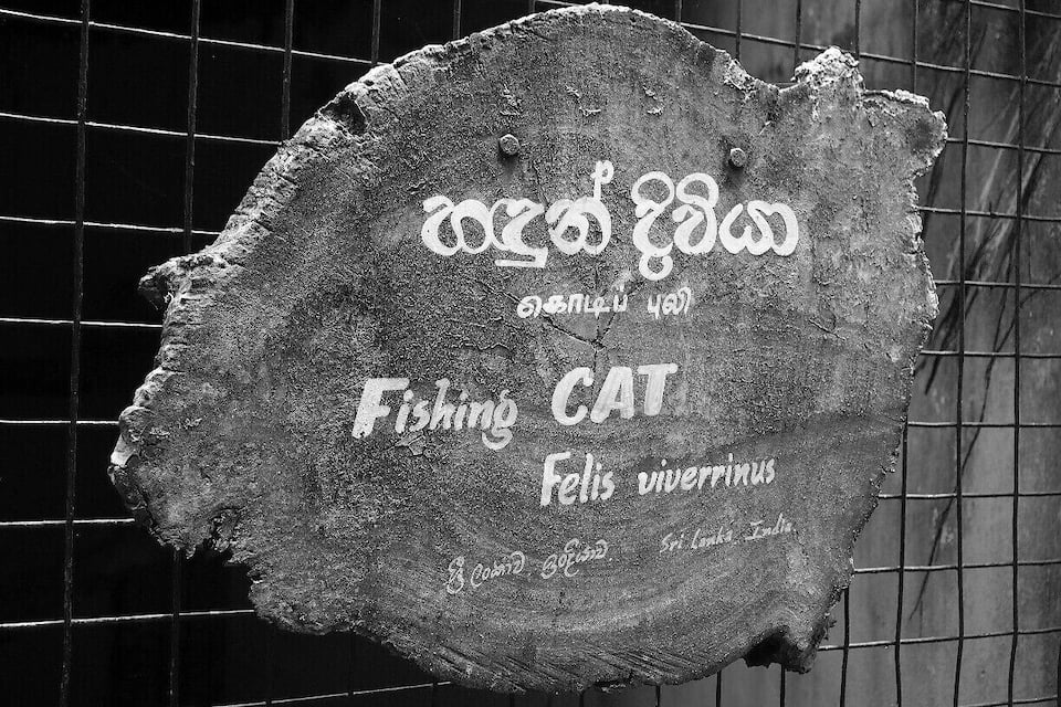 Uma placa desgastada com texto em vários idiomas, incluindo inglês, que menciona 'Fishing CAT' e 'Felis viverrinus'.