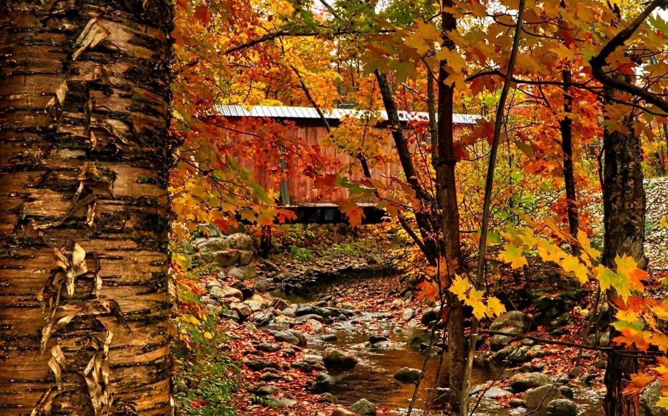 A rustic wooden bridge over a stream surrounded by autumn foliage.