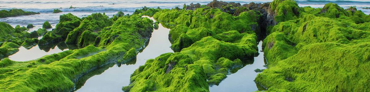 Praia de Patos en Panxón, concello de Nigrán.