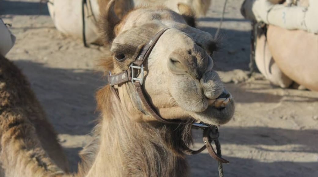 it's always fun to take a camel ride and have the Bedouin experience of sleeping in a large tent. The camels are so funny to watch and play with!