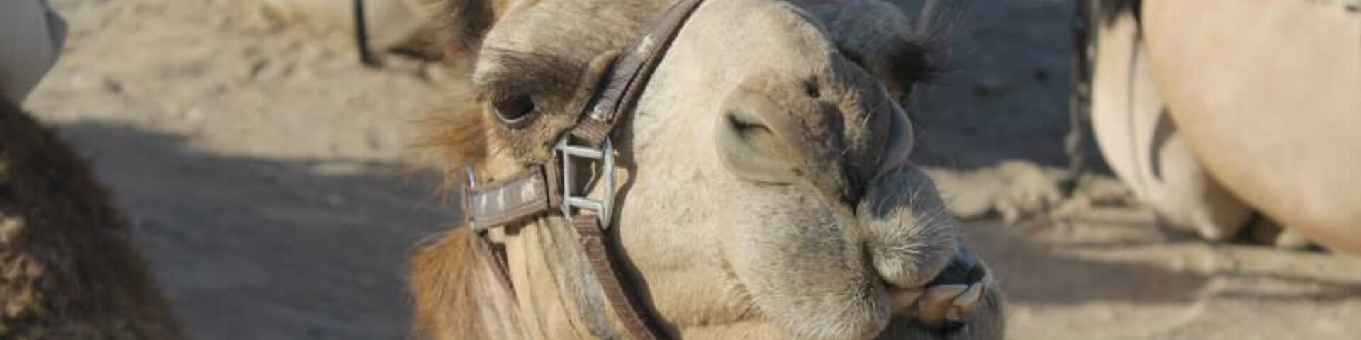 it's always fun to take a camel ride and have the Bedouin experience of sleeping in a large tent. The camels are so funny to watch and play with!