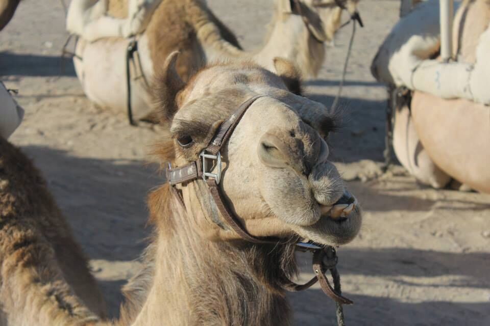A camel with a harness, surrounded by other camels in a sandy environment.