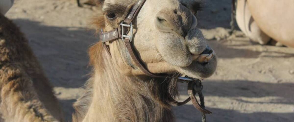 A camel with a harness, surrounded by other camels in a sandy environment.