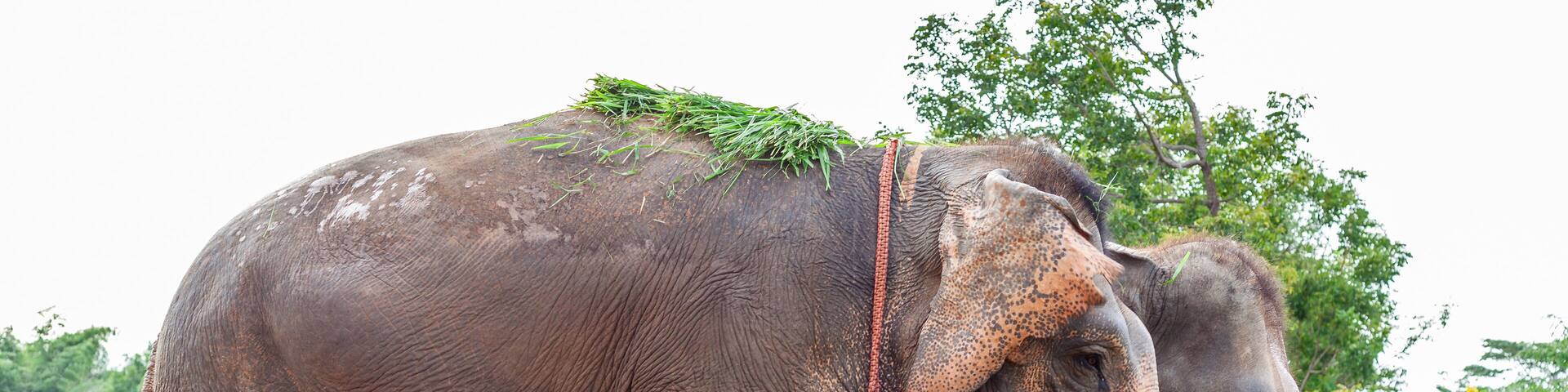 Two elephants standing together in a green outdoor setting. Surin Province, Thailand.