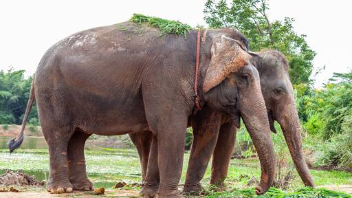 Two elephants standing together in a green outdoor setting. Surin Province, Thailand.