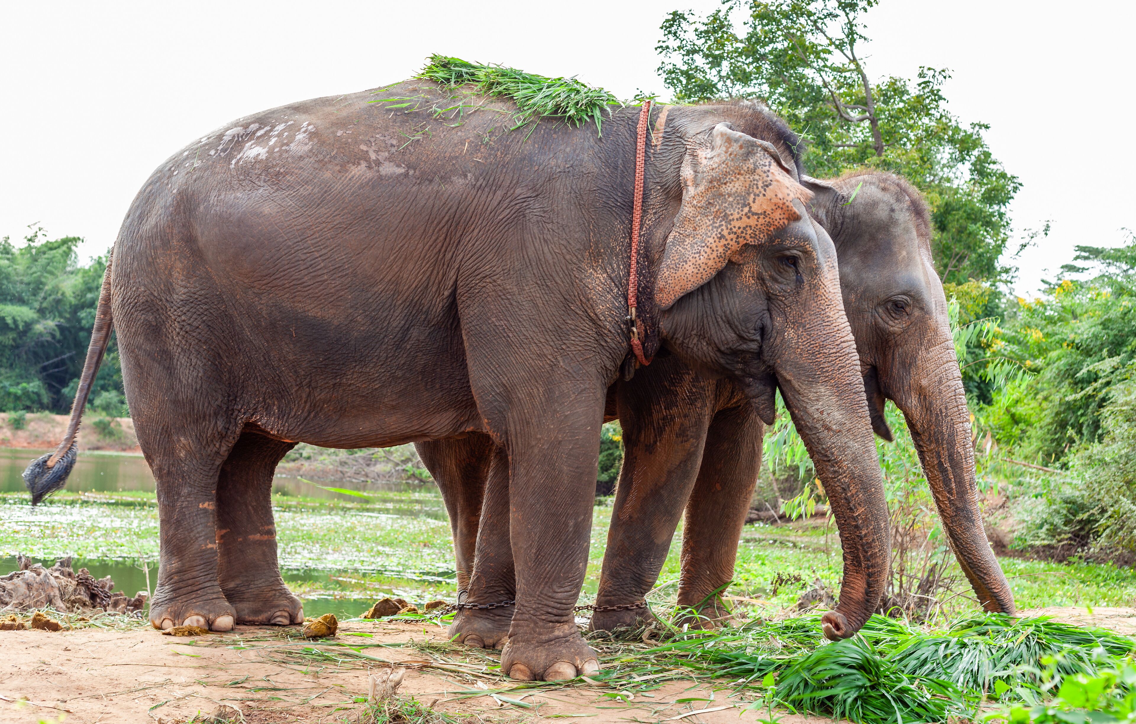 Two elephants with chains, standing in a grassy area with trees in the background.