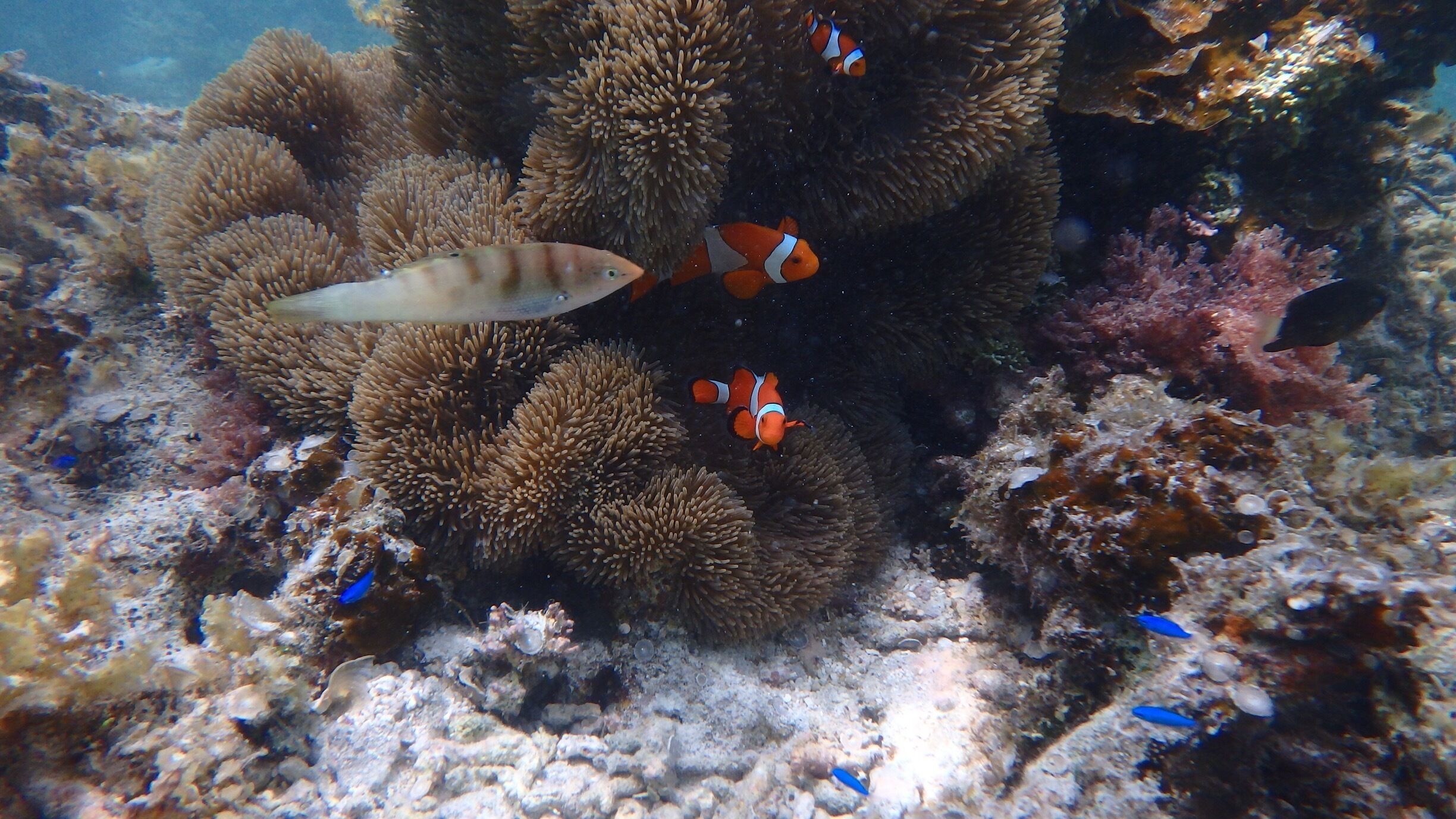 Hello Nemo!