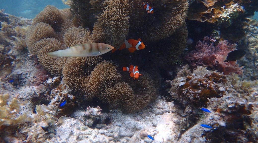 Hello Nemo!