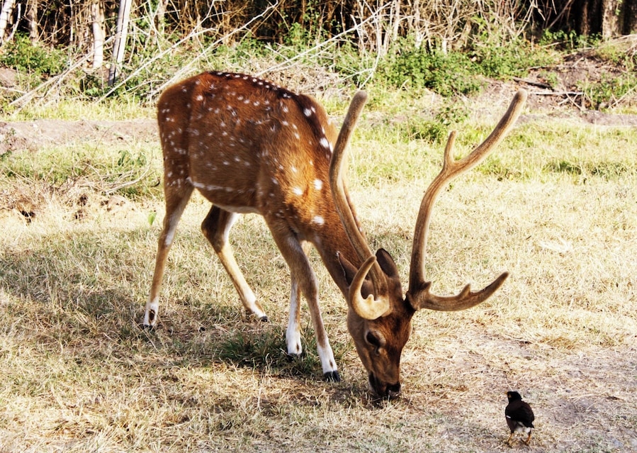 #nationalpark
Spotted deer is one of the few animals you will see here in abundance :)