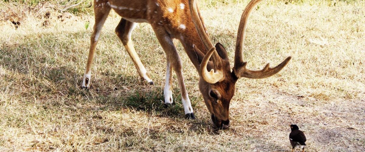 A deer with large antlers grazing in a grassy field.