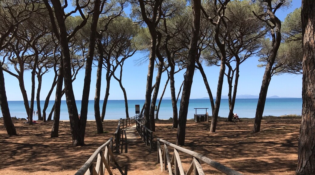 Maritime pines near the sea đ (Quite near by my home đ)