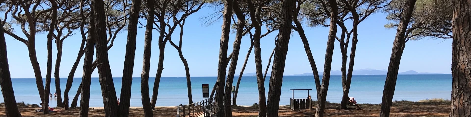 Maritime pines near the sea 🌊 (Quite near by my home 😄)