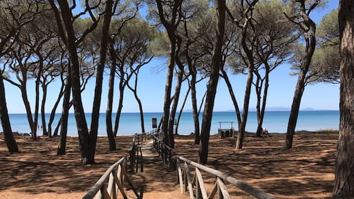 Maritime pines near the sea đ (Quite near by my home đ)
