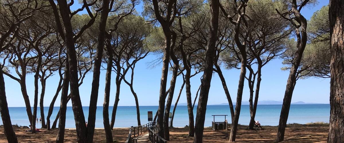 A wooden pathway leading to a beach with trees and a clear view of the sea.