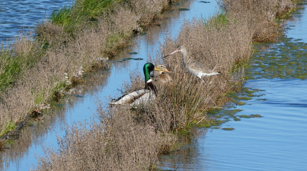 Beautiful wildlife around the salt flats in Aveiro