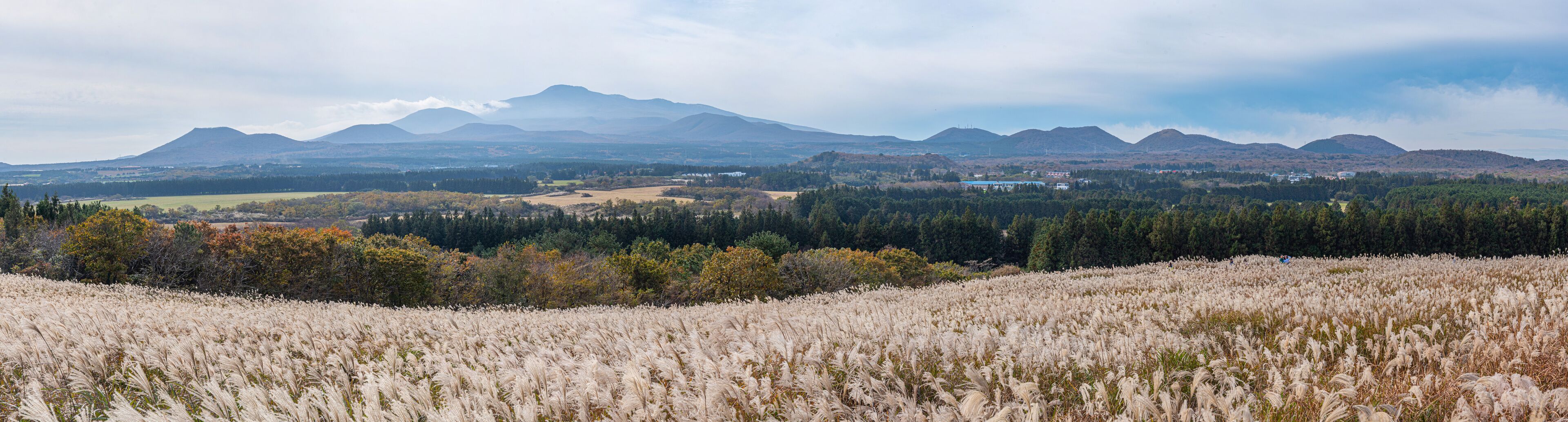 A mountainous landscape with a field of tall grasses in the foreground and a town in the valley below.