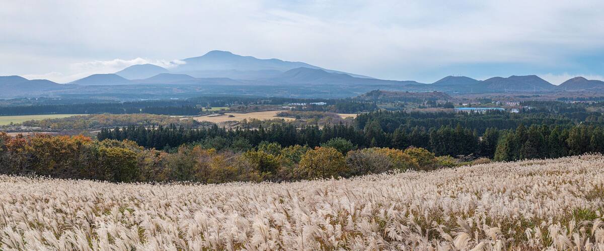 A mountainous landscape with a field of tall grasses in the foreground and a town in the valley below.