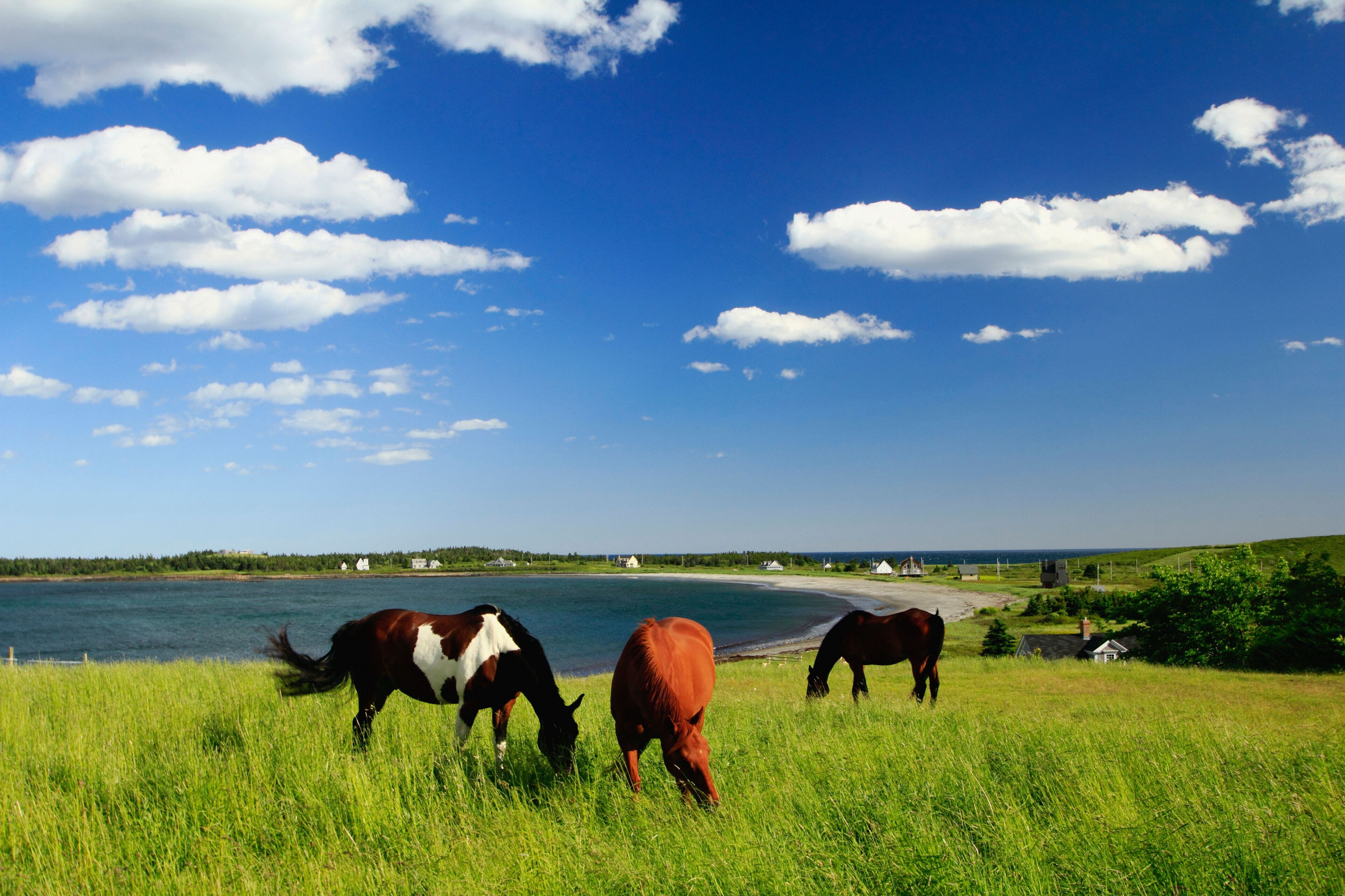 A coastal landscape with horses grazing near the water, houses, and a clear blue sky.