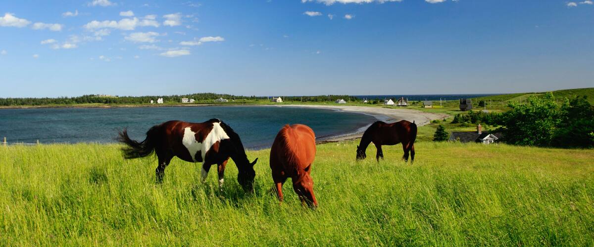 A coastal landscape with horses grazing near the water, houses, and a clear blue sky.