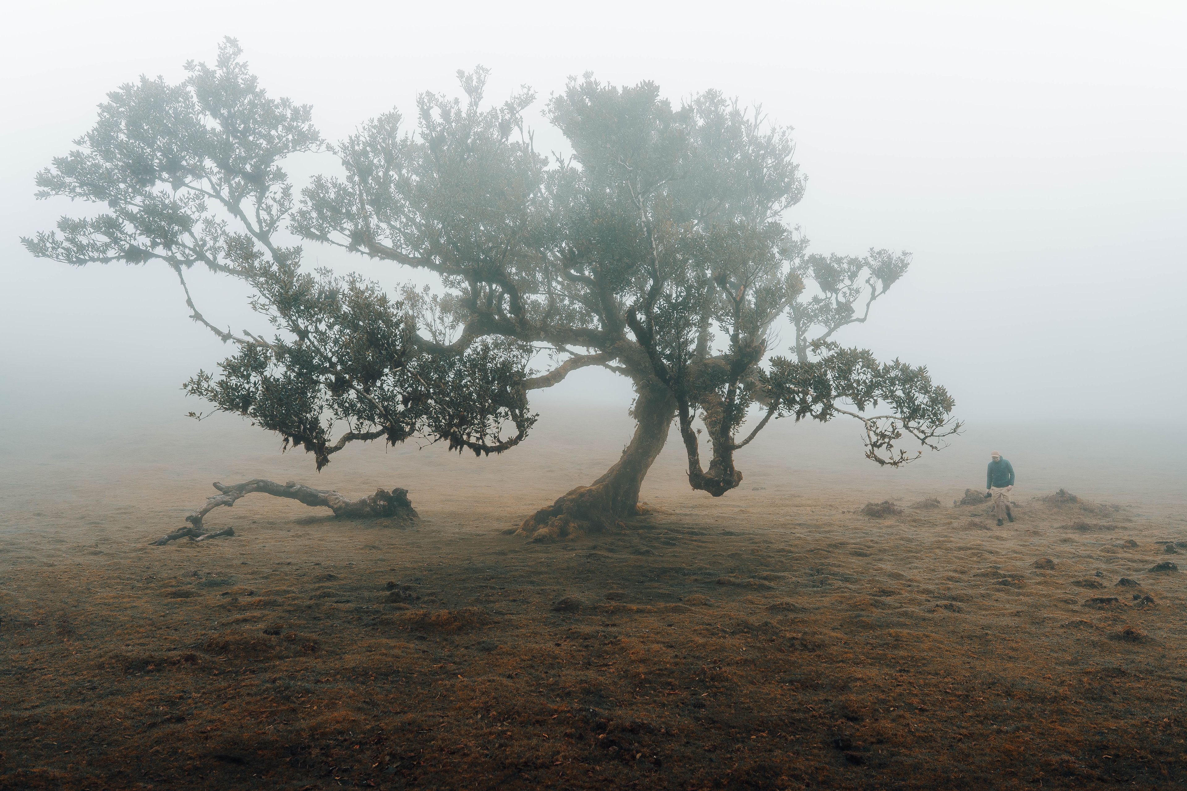 Un arbre isolé dans un paysage brumeux.
