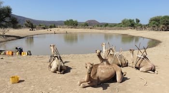 Point d'eau dans la plaine d'Andaba, au nord de la République de Djibouti