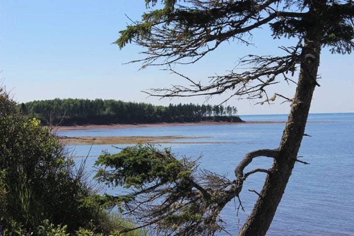 A coastal landscape with a tree in the foreground, a sandy beach, and a forested island in the distance.