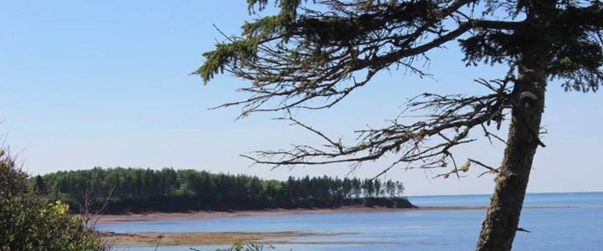 A coastal landscape with a tree in the foreground, a sandy beach, and a forested island in the distance.