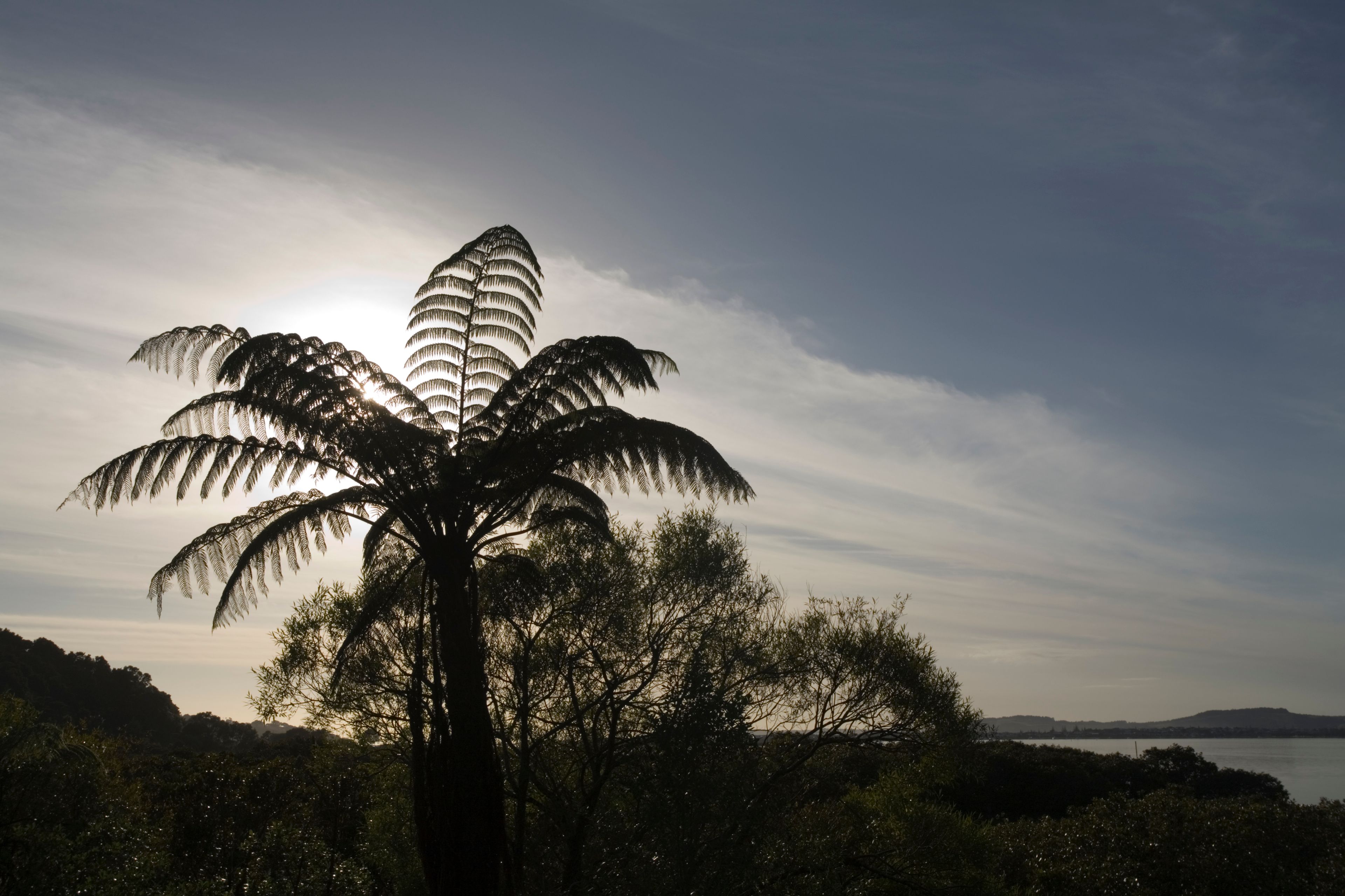 Tree Ferns in Rainforest, North Island, New Zealand