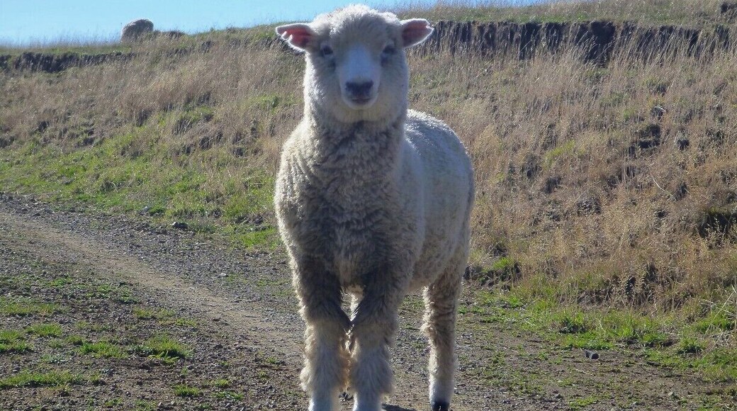 Something you will see everywhere in New Zealand - sheep!
This curious cutie stopped to pose for a picture on it's seaside pasture in the Coromandel Peninsula.