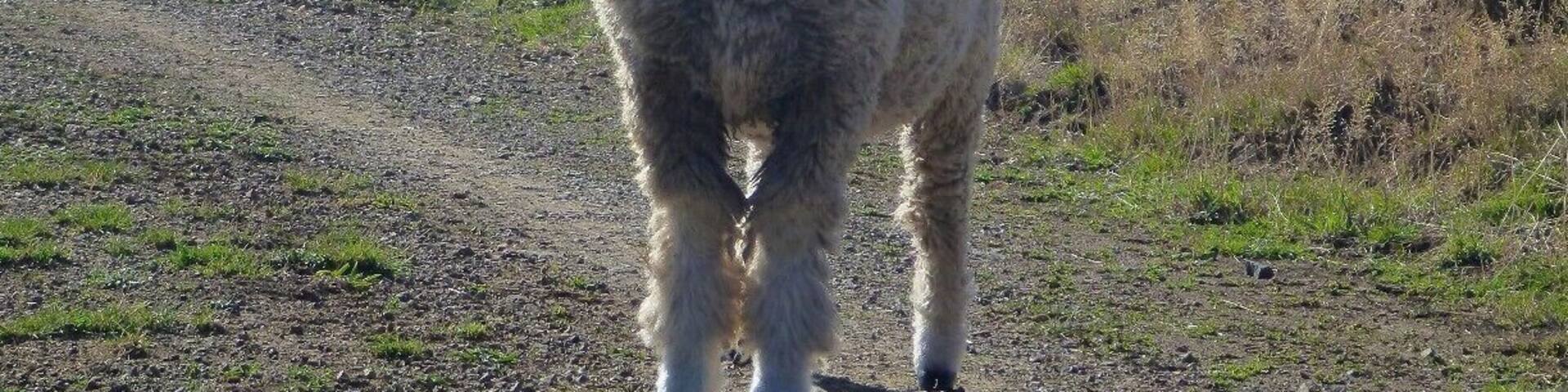 Something you will see everywhere in New Zealand - sheep!
This curious cutie stopped to pose for a picture on it's seaside pasture in the Coromandel Peninsula.