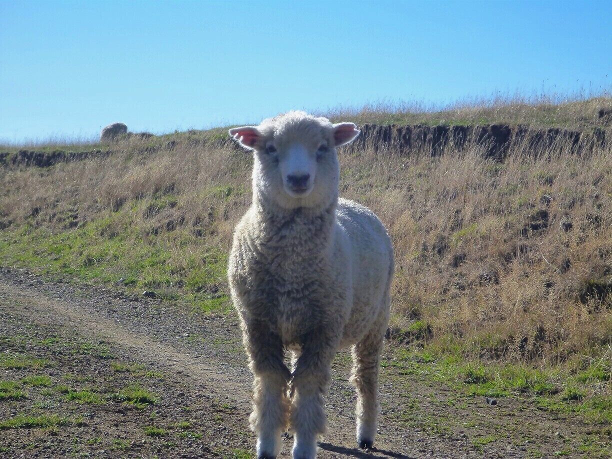 A lamb standing on a dirt path with a grassy hill in the background.