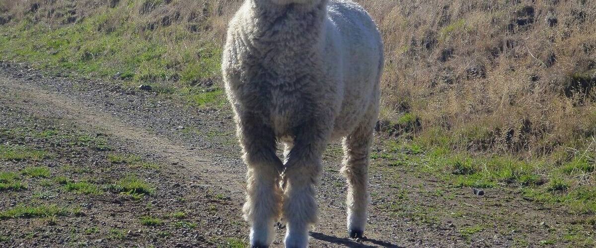 A lamb standing on a dirt path with a grassy hill in the background.