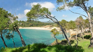 A coastal landscape with clear turquoise waters, sandy beach, and dense pine trees.
