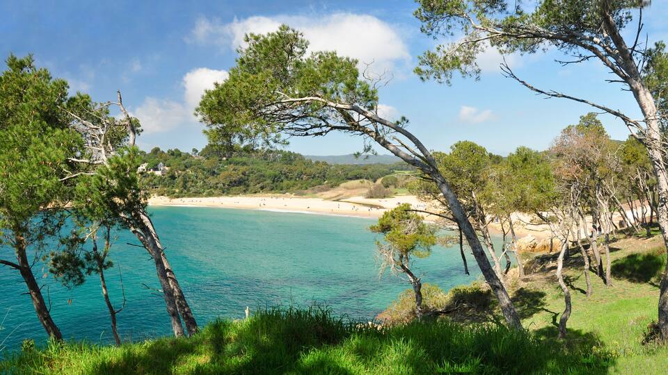 A coastal landscape with clear turquoise waters, sandy beach, and dense pine trees.