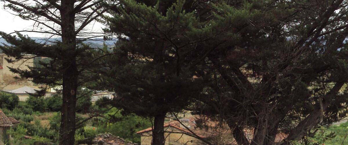 A village with stone towers, terraced fields, and a prominent pine tree.