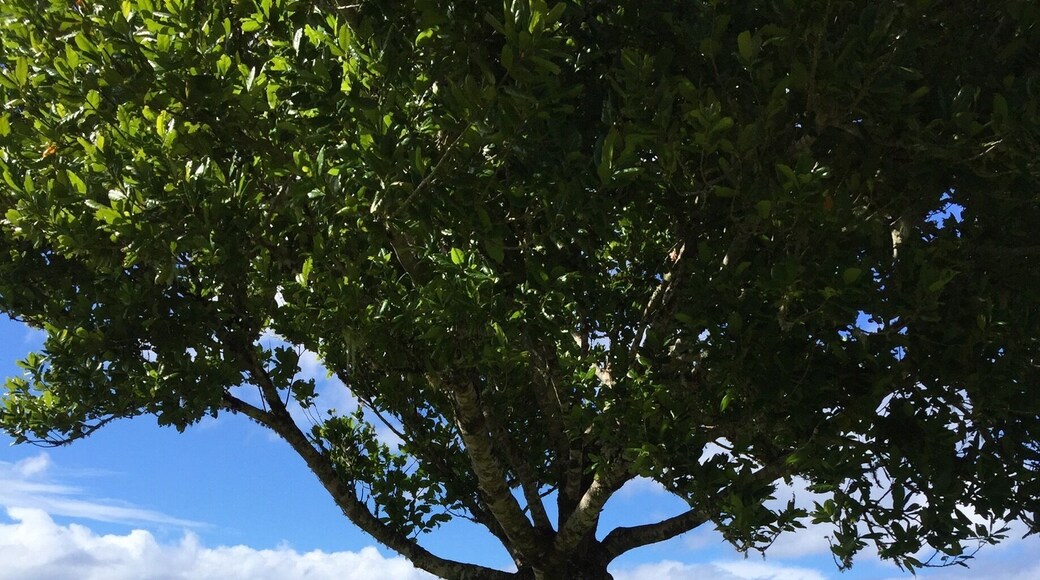 SĂŁo Jorge
đ Europe's Leading Island Destination 2016
đ World's Leading Island Destination 2015
đ Europe's Leading Island Destination 2014
đ Europe's Leading Island Destination 2013