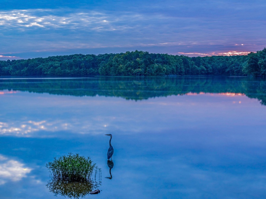 Blue Heron just before sunrise. This guy stood as still as possible for this 8sec exposure #BVSBlue