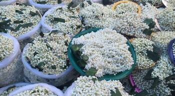 flowers of gratitude. millions of flower garlands placed in gratitude fill bushels upon bushels at the temple. such a beautiful display.